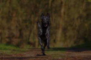 Black Dog running in forest