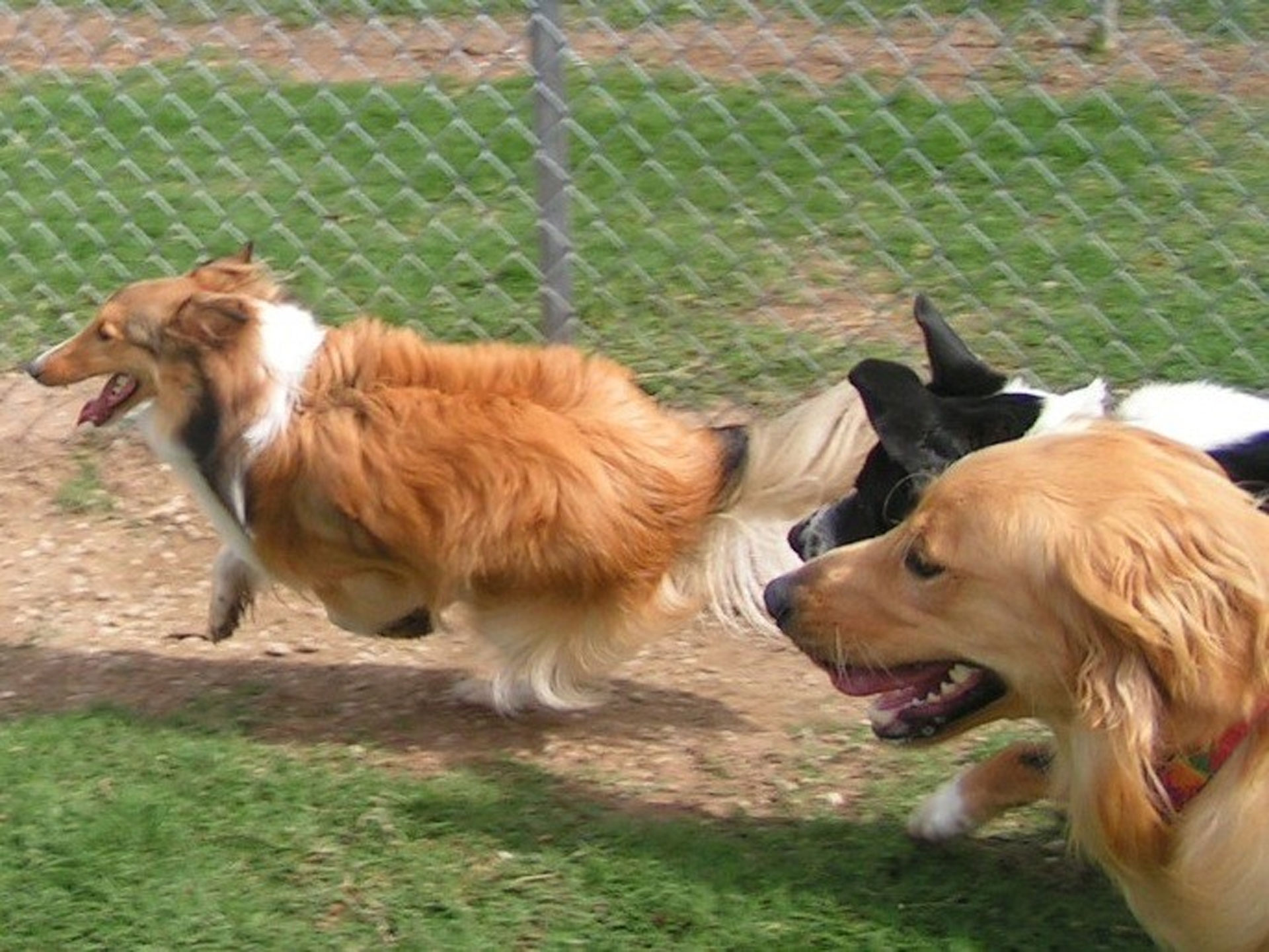 Runing Dogs