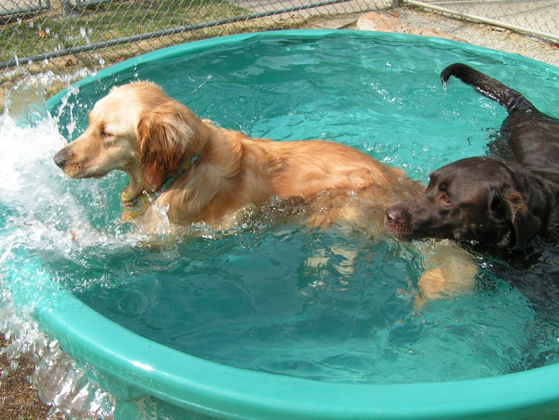 Dogs in water tub
